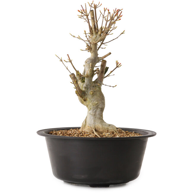 Acer buergerianum, 32 cm, ± 25 anni, con nebari di 12 cm