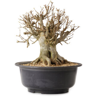 Acer buergerianum, 37 cm, ± 25 anni