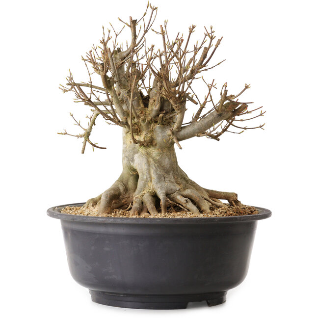 Acer buergerianum, 37 cm, ± 25 jaar oud, met een nebari van 27 cm