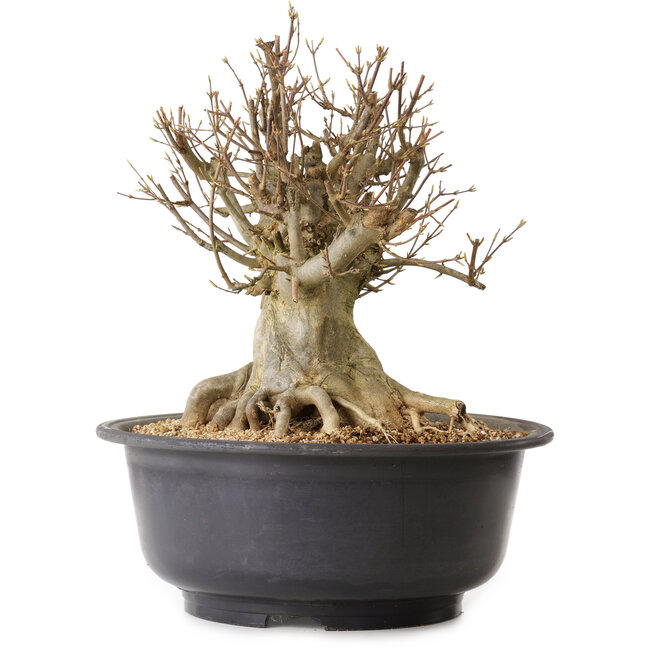 Acer buergerianum, 37 cm, ± 25 jaar oud, met een nebari van 27 cm