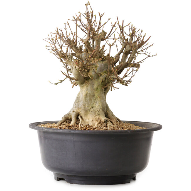 Acer buergerianum, 37 cm, ca. 25 Jahre alt, mit einem Wurzelhals von 27 cm