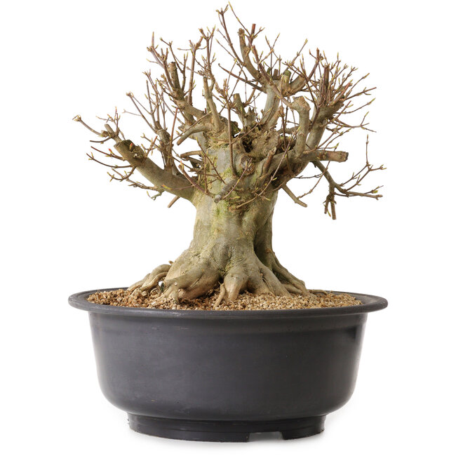 Acer buergerianum, 37 cm, ± 25 years old, with a nebari of 27 cm