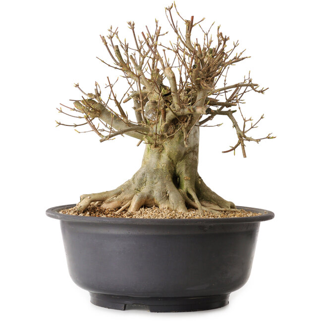 Acer buergerianum, 37 cm, ± 25 anni, con nebari di 27 cm