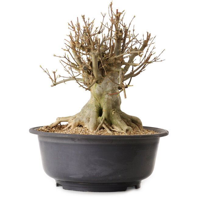 Acer buergerianum, 37 cm, ca. 25 Jahre alt, mit einem Wurzelhals von 27 cm