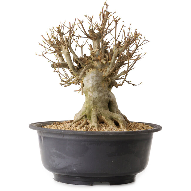 Acer buergerianum, 37 cm, ± 25 anni, con nebari di 27 cm