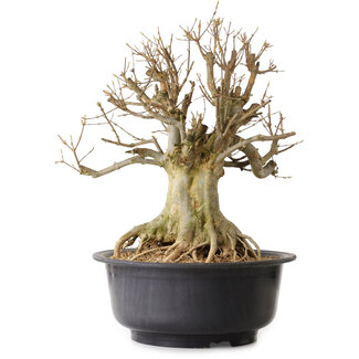 Acer buergerianum, 46 cm, ± 25 ans