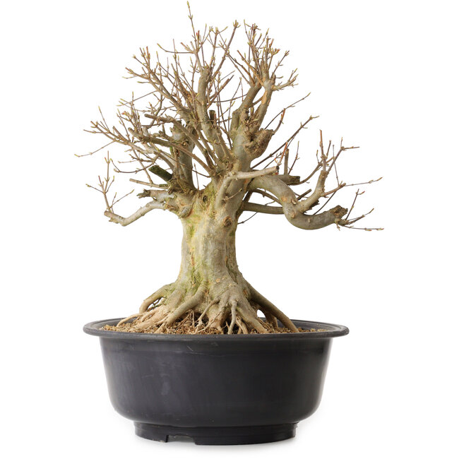 Acer buergerianum, 46 cm, ± 25 ans, avec un nebari de 25 cm