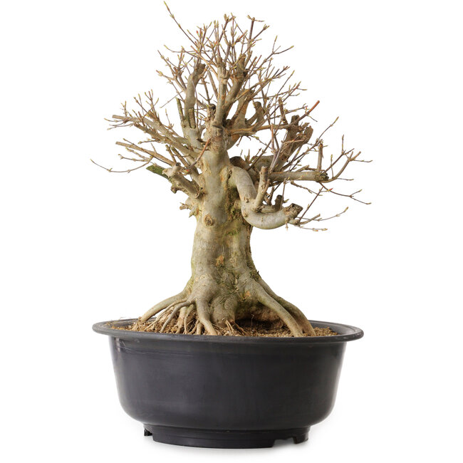 Acer buergerianum, 46 cm, ± 25 ans, avec un nebari de 25 cm