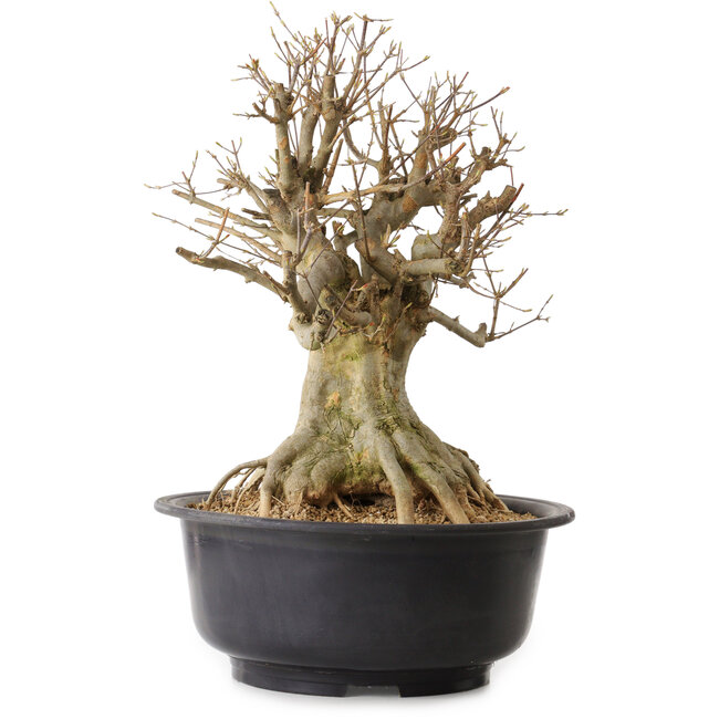 Acer buergerianum, 46 cm, ± 25 years old, with a nebari of 25 cm