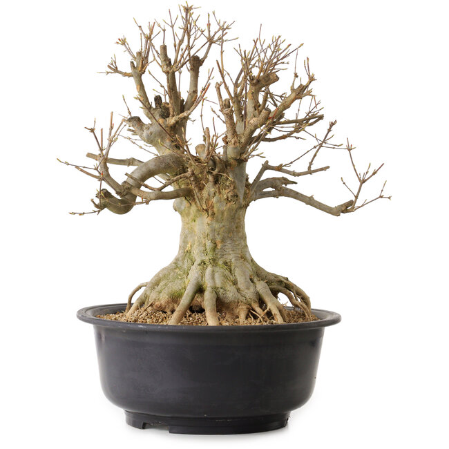 Acer buergerianum, 46 cm, ± 25 jaar oud, met een nebari van 25 cm