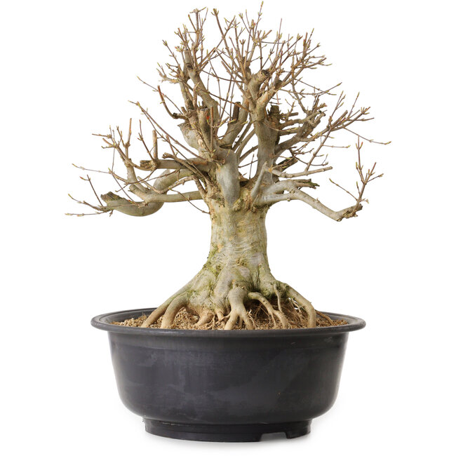 Acer buergerianum, 46 cm, ca. 25 Jahre alt, mit einem Wurzelhals von 25 cm