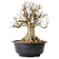 Acer buergerianum, 46 cm, ± 25 años, con un nebari de 25 cm