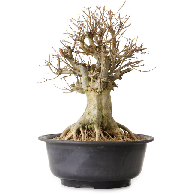 Acer buergerianum, 46 cm, ca. 25 Jahre alt, mit einem Wurzelhals von 25 cm