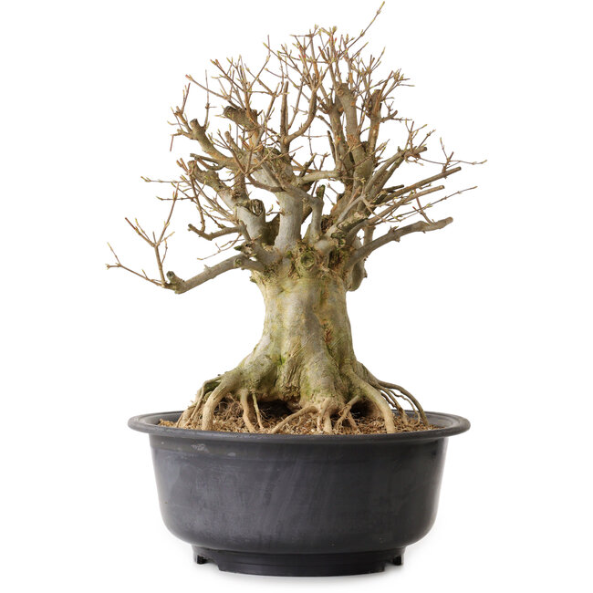 Acer buergerianum, 46 cm, ± 25 years old, with a nebari of 25 cm