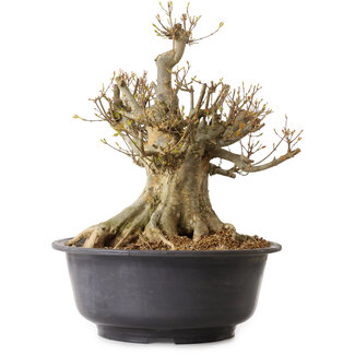 Acer buergerianum, 40 cm, ± 25 jaar oud