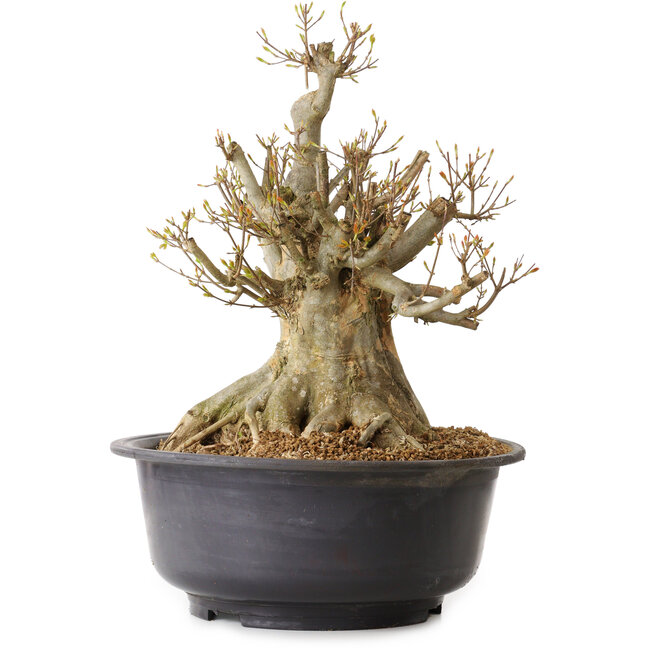 Acer buergerianum, 40 cm, ± 25 jaar oud, met een nebari van 30 cm