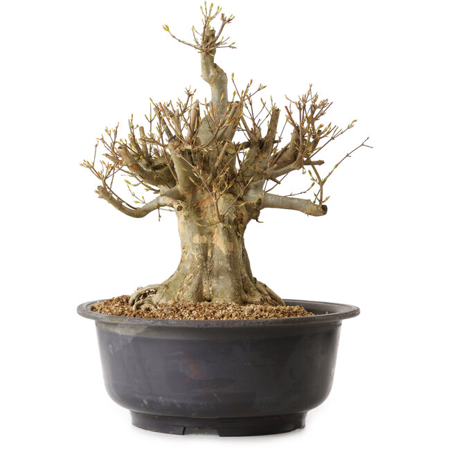 Acer buergerianum, 40 cm, ± 25 ans, avec un nebari de 30 cm