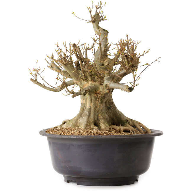 Acer buergerianum, 40 cm, ± 25 jaar oud, met een nebari van 30 cm