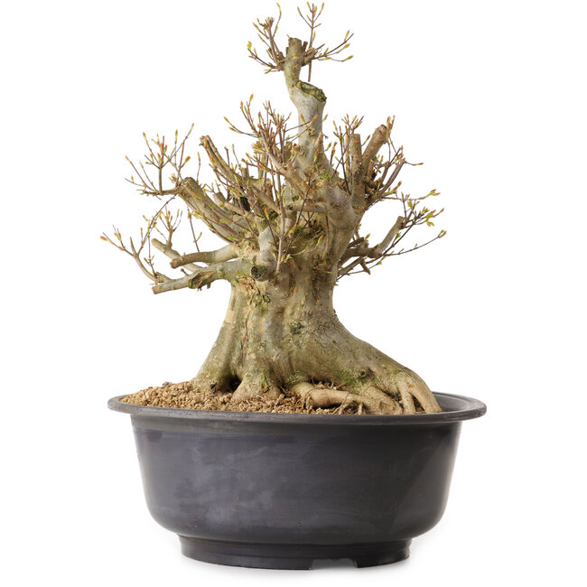 Acer buergerianum, 40 cm, ca. 25 Jahre alt, mit einem Wurzelhals von 30 cm