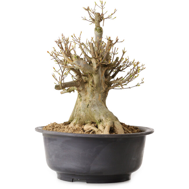 Acer buergerianum, 40 cm, ± 25 anni, con nebari di 30 cm