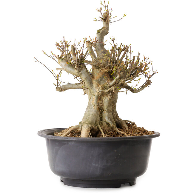 Acer buergerianum, 40 cm, ca. 25 Jahre alt, mit einem Wurzelhals von 30 cm