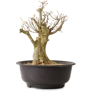 Acer buergerianum, 35 cm, ± 25 years old