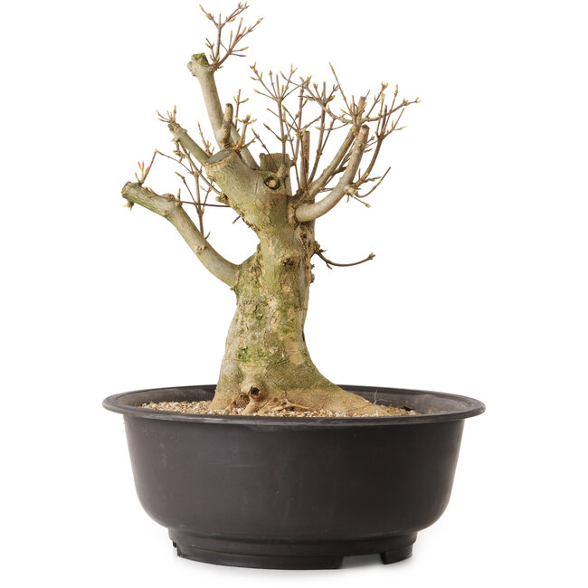 Acer buergerianum, 35 cm, ± 25 years old, with a nebari of 17 cm