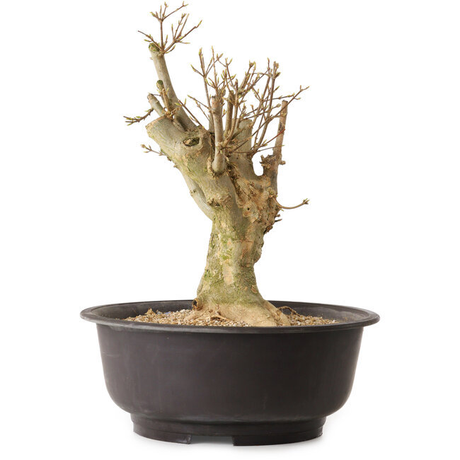 Acer buergerianum, 35 cm, ca. 25 Jahre alt, mit einem Wurzelhals von 17 cm