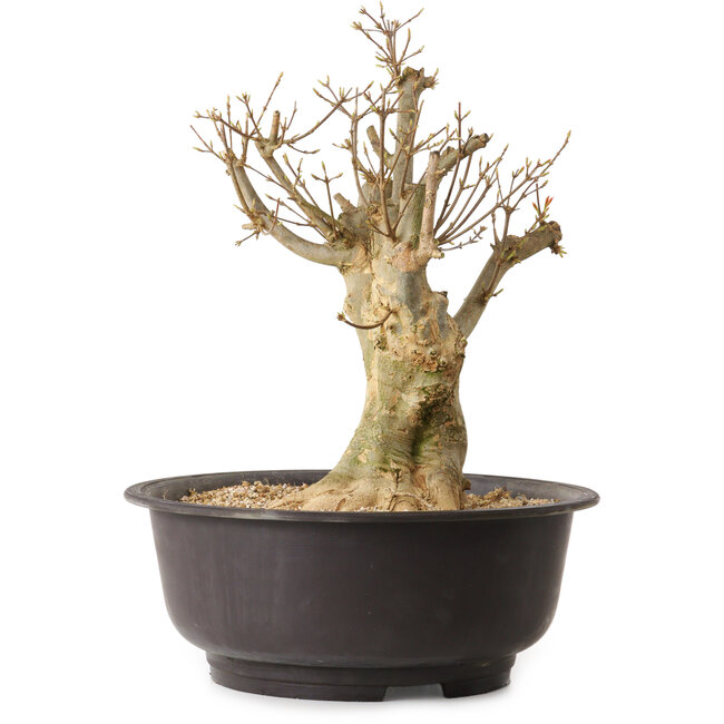 Acer buergerianum, 35 cm, ± 25 años, con un nebari de 17 cm