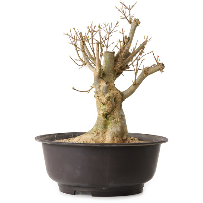 Acer buergerianum, 35 cm, ca. 25 Jahre alt, mit einem Wurzelhals von 17 cm