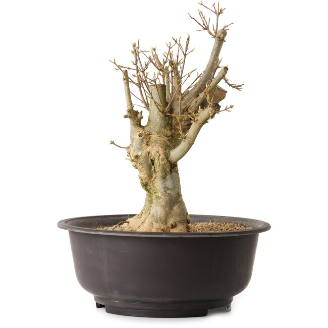 Acer buergerianum, 35 cm, ± 25 anni, con nebari di 17 cm