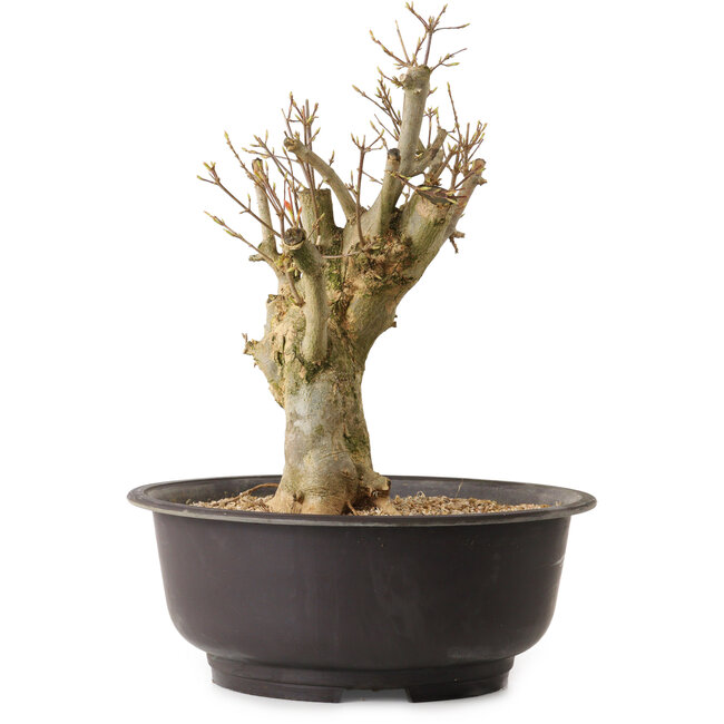 Acer buergerianum, 35 cm, ± 25 ans, avec un nebari de 17 cm