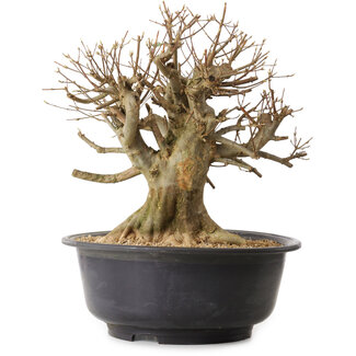 Acer buergerianum, 39 cm, ± 25 anni