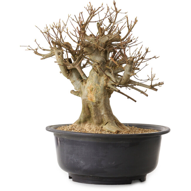 Acer buergerianum, 39 cm, ± 25 anni, con nebari di 25 cm