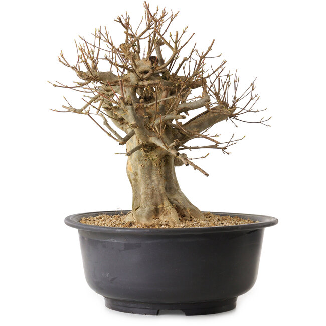 Acer buergerianum, 39 cm, ± 25 jaar oud, met een nebari van 25 cm
