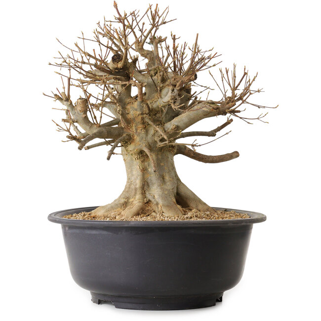 Acer buergerianum, 39 cm, ± 25 años, con un nebari de 25 cm