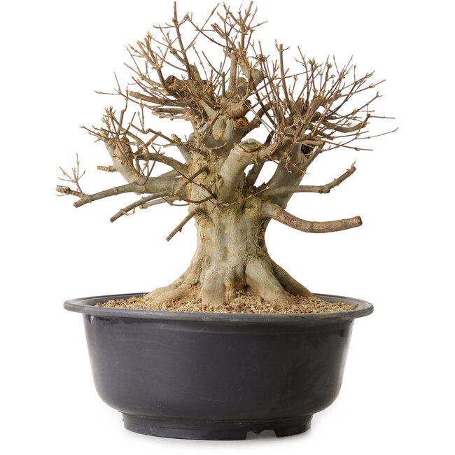 Acer buergerianum, 39 cm, ± 25 años, con un nebari de 25 cm