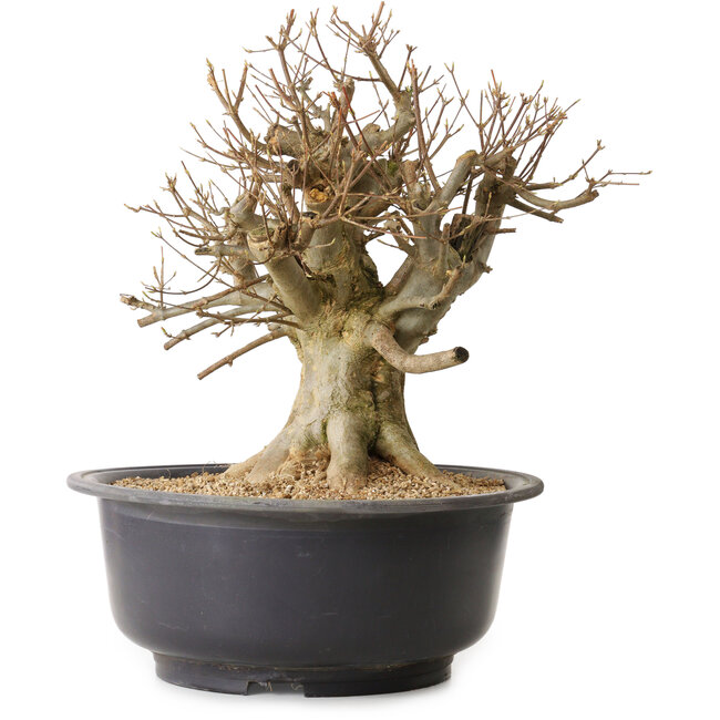 Acer buergerianum, 39 cm, ± 25 años, con un nebari de 25 cm