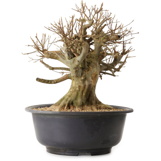 Acer buergerianum, 39 cm, ± 25 anni, con nebari di 25 cm