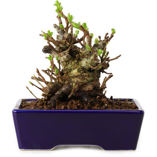 Chaenomeles speciosa, 12,5 cm, ± 20 años de edad