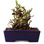 Chaenomeles speciosa, 12,5 cm, ± 20 ans, avec un nebari de 7 cm