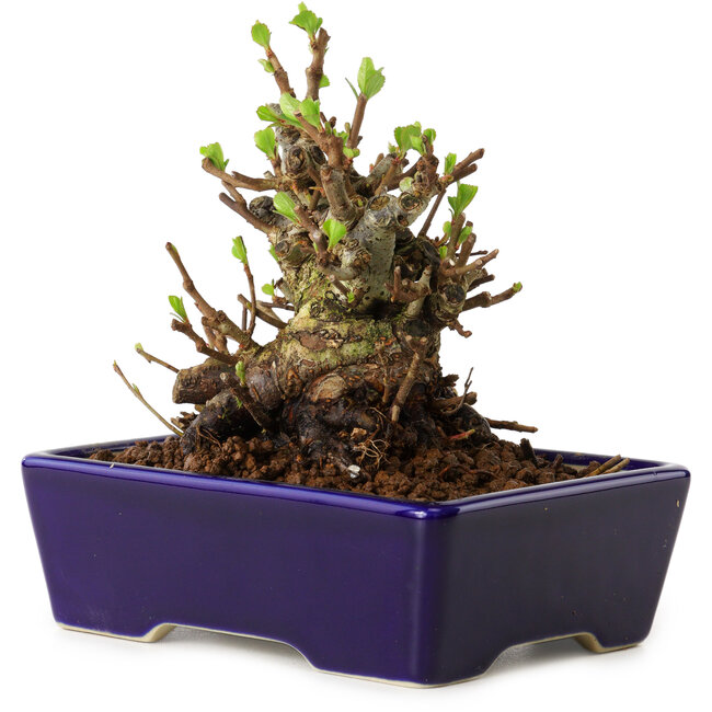 Chaenomeles speciosa, 12,5 cm, ± 20 años de edad, con un nebari de 7 cm