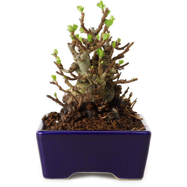 Chaenomeles speciosa, 12,5 cm, ± 20 ans, avec un nebari de 7 cm