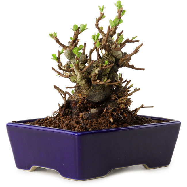 Chaenomeles speciosa, 12,5 cm, ± 20 años de edad, con un nebari de 7 cm