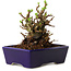 Chaenomeles speciosa, 12,5 cm, ± 20 ans, avec un nebari de 7 cm