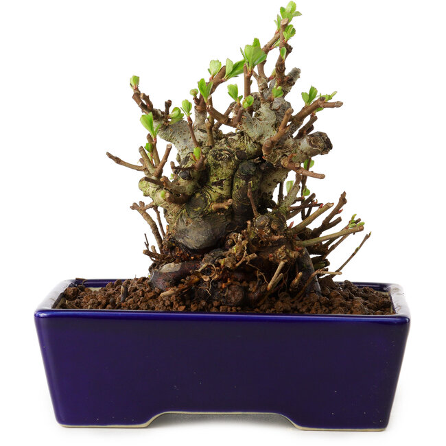 Chaenomeles speciosa, 12,5 cm, ± 20 años de edad, con un nebari de 7 cm