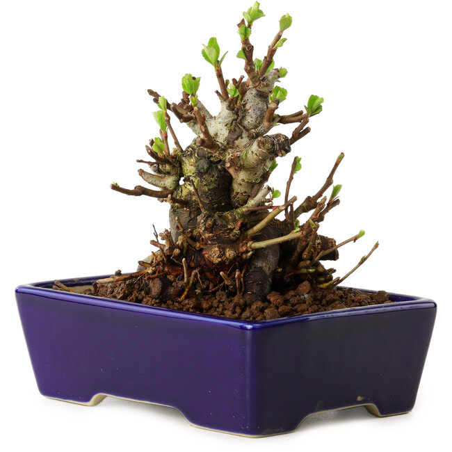 Chaenomeles speciosa, 12,5 cm, ± 20 years old, with a nebari of 7 cm