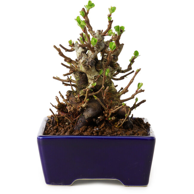 Chaenomeles speciosa, 12,5 cm, ± 20 ans, avec un nebari de 7 cm