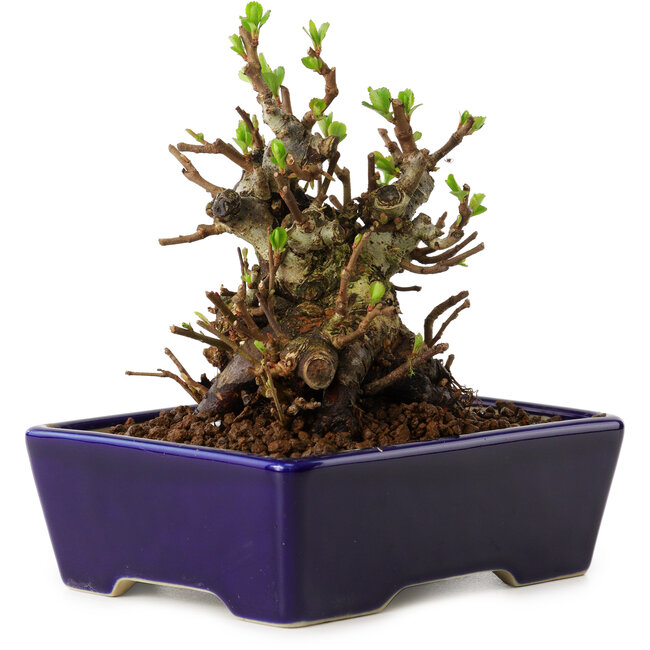 Chaenomeles speciosa, 12,5 cm, ± 20 ans, avec un nebari de 7 cm