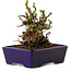 Chaenomeles speciosa, 12,5 cm, ± 20 ans, avec un nebari de 7 cm